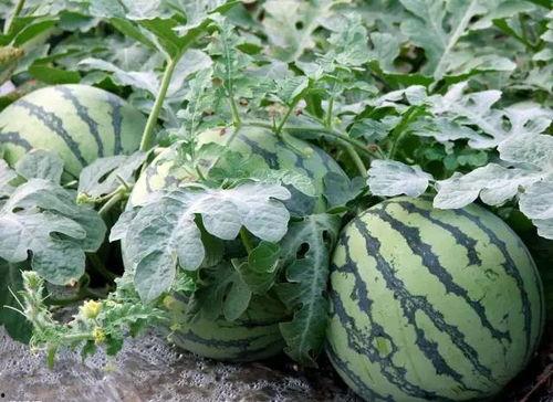 吃瓜最新入口免费,带你领略美味新境界  第3张